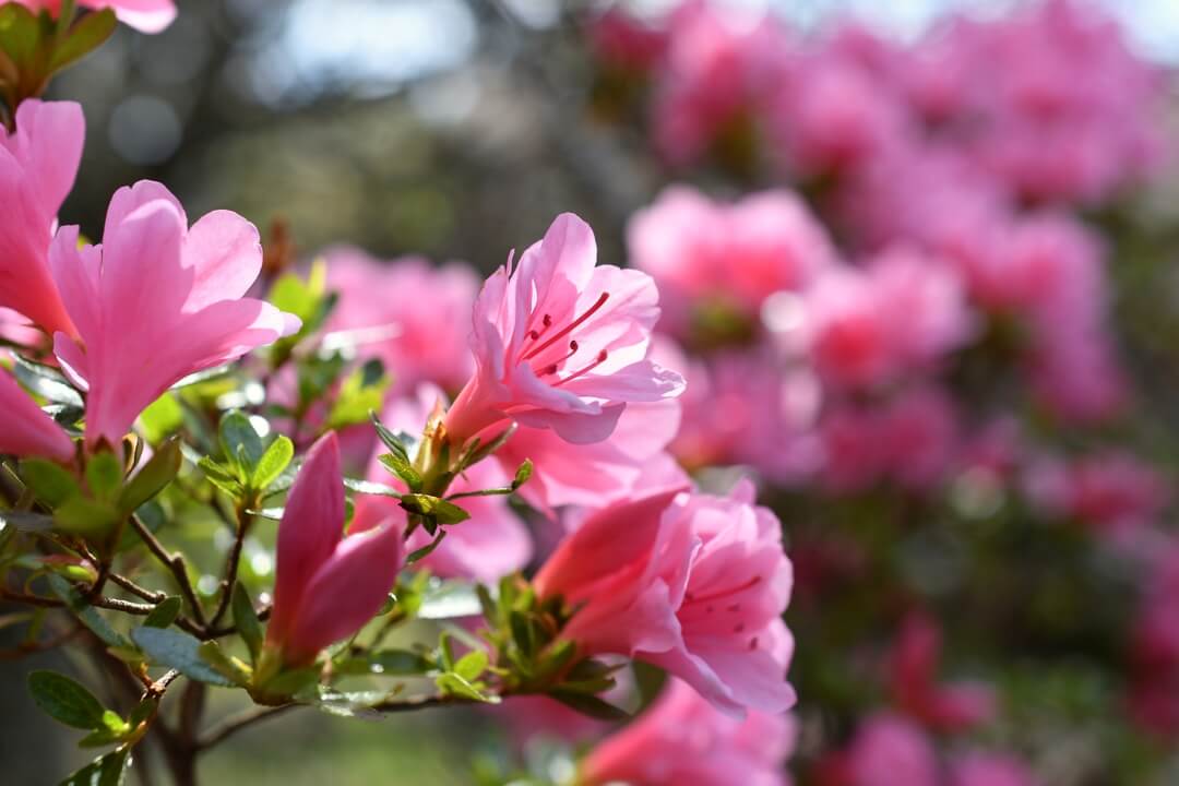 azalea roze