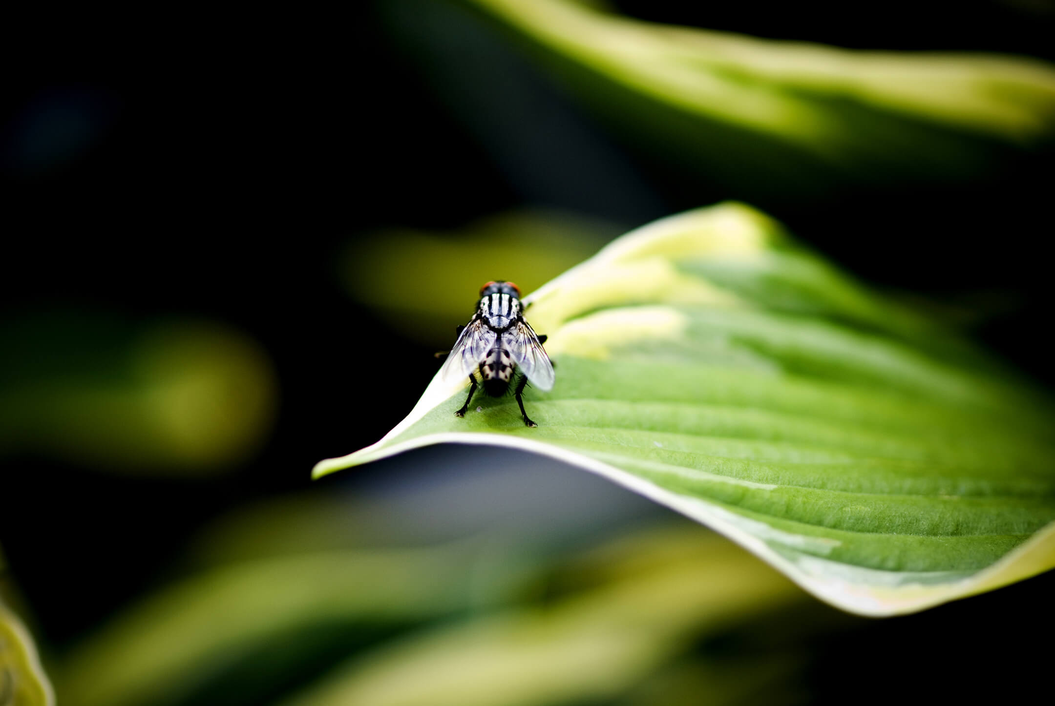 black-house-fly-1080px