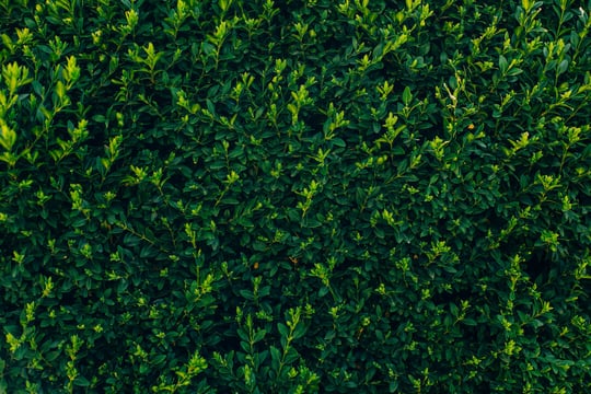 Voor een sterke, gezonde buxus