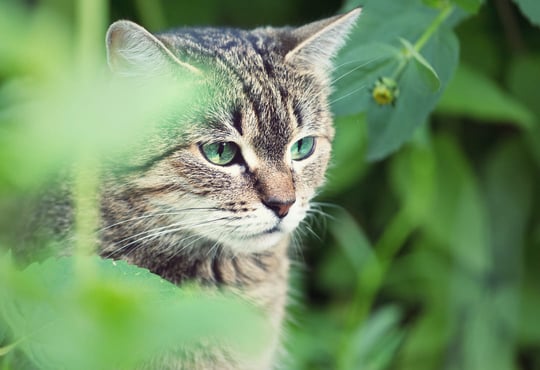 Skræm katte væk med KatteFri Udstrøning Skræm katte væk med KatteFri Udstrøning