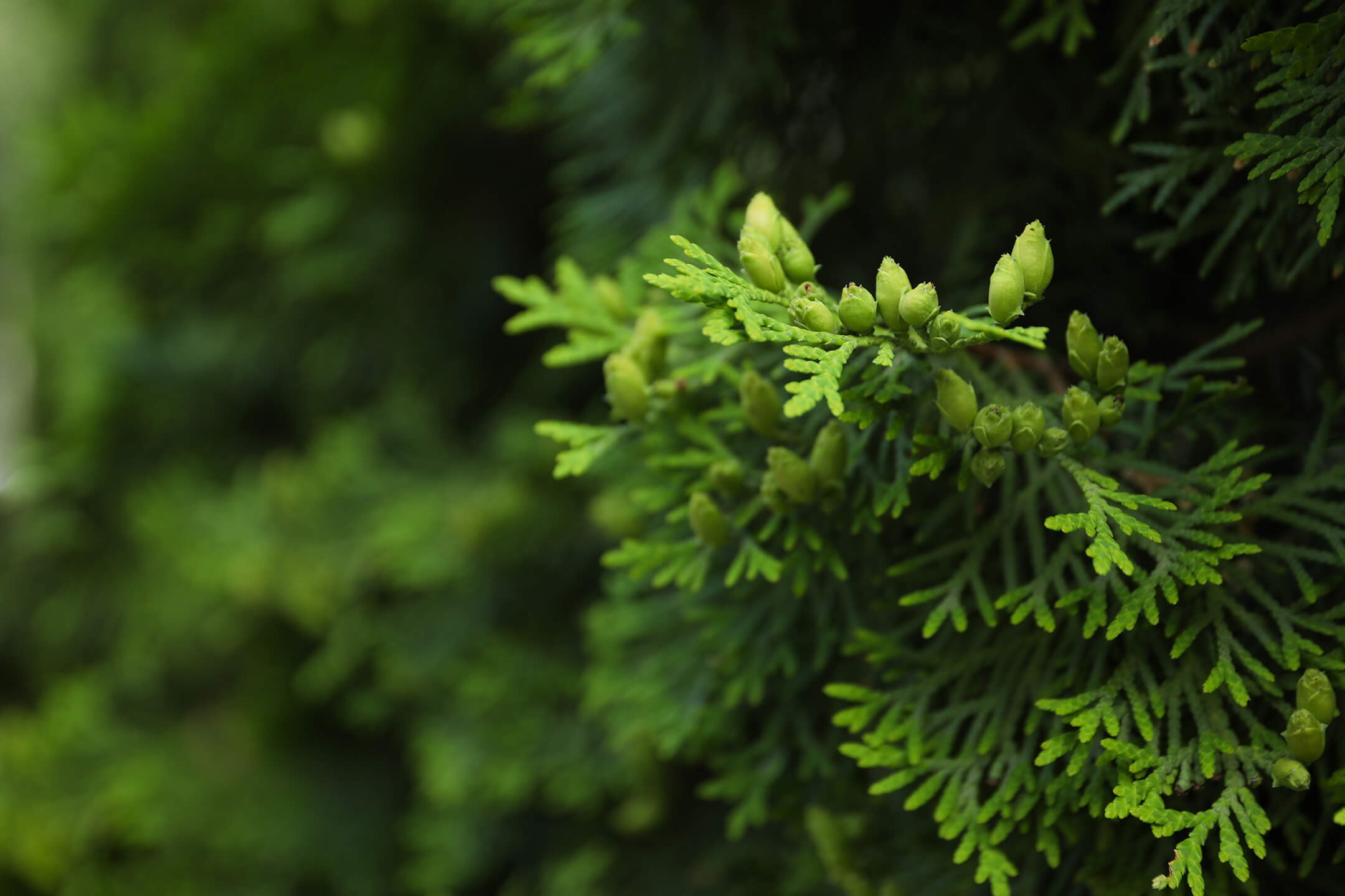 conifer-close-up-1080px