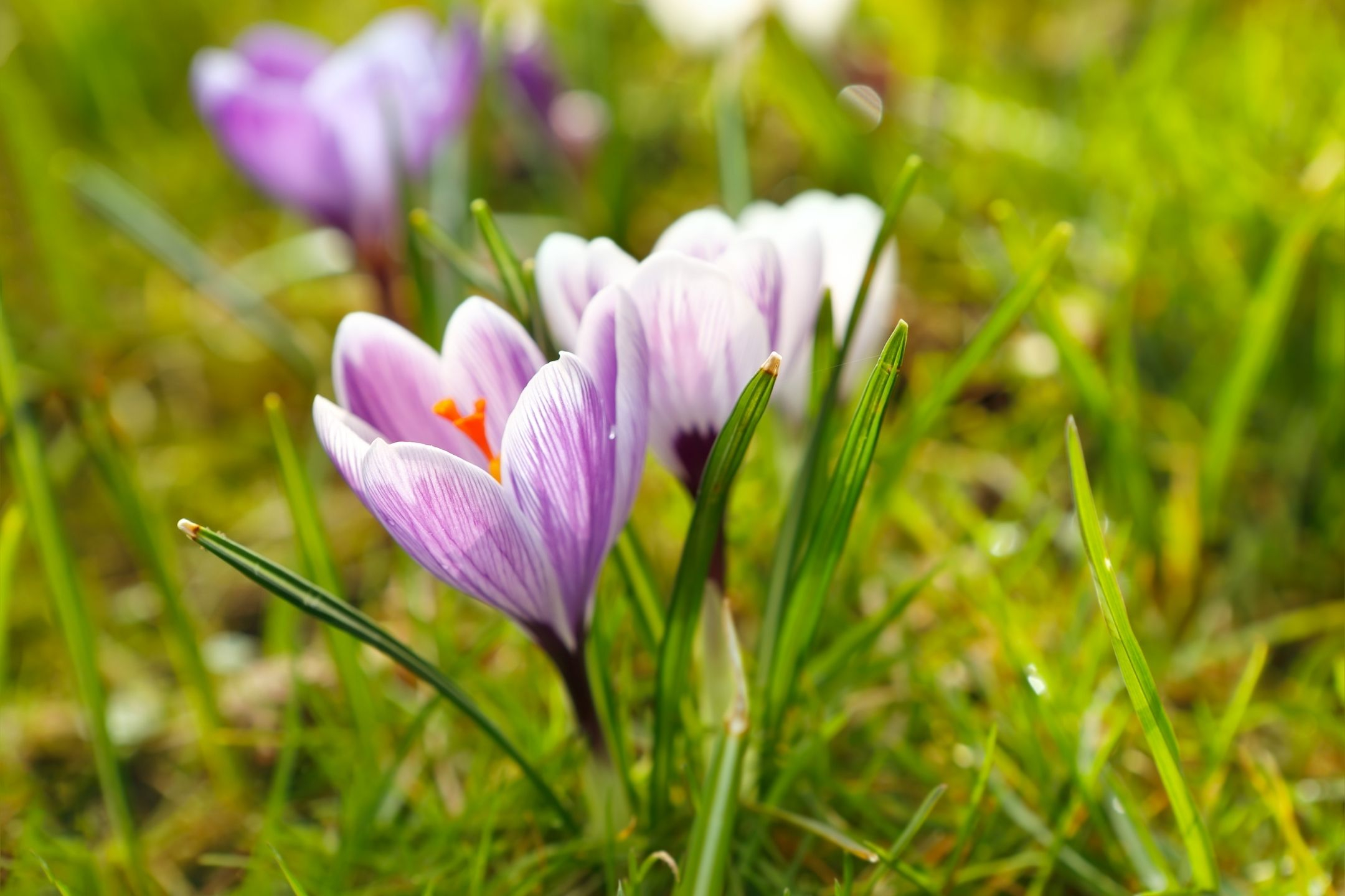 crocus-flower-spring-1080
