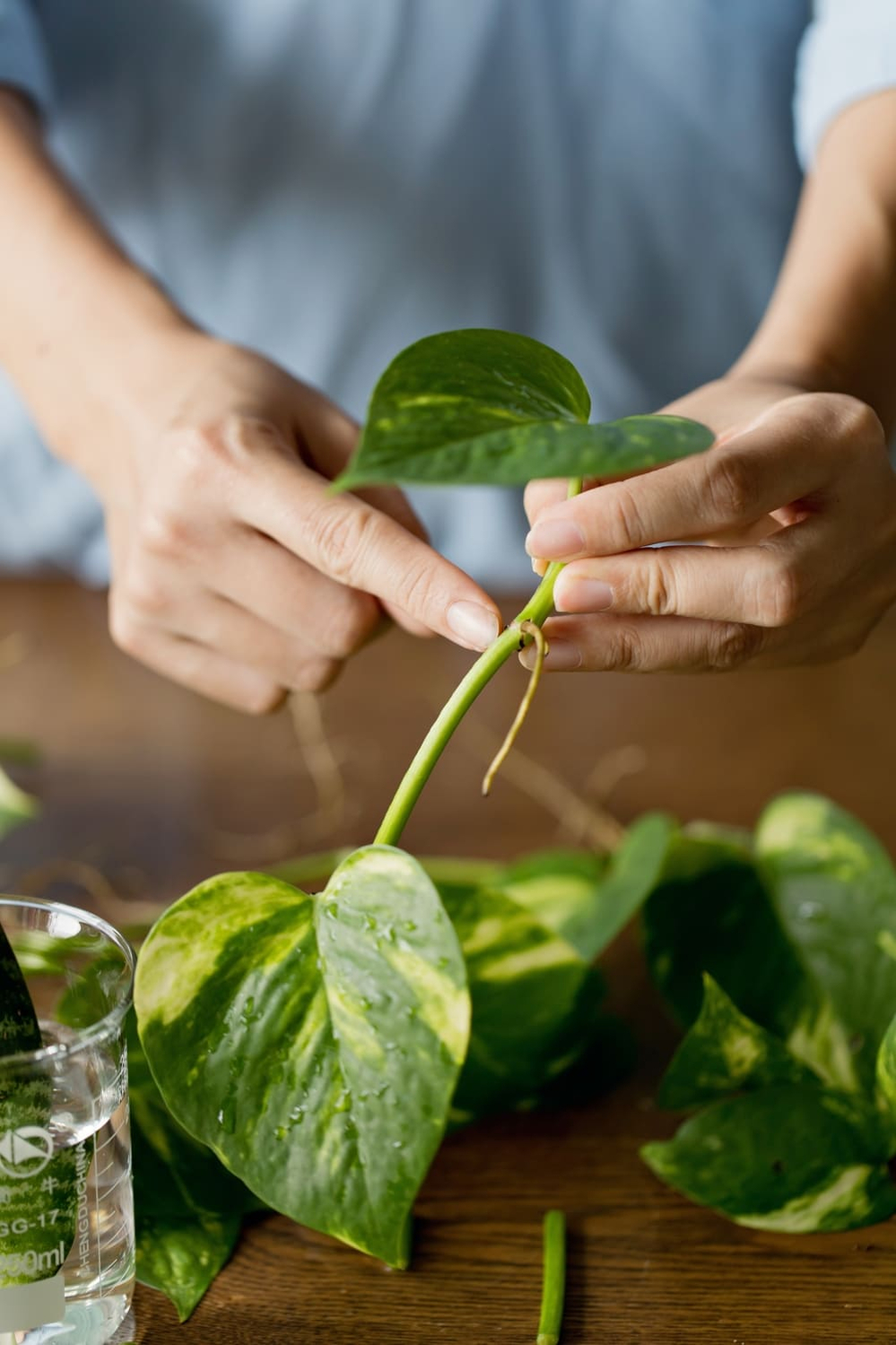planten stekken planten stekken