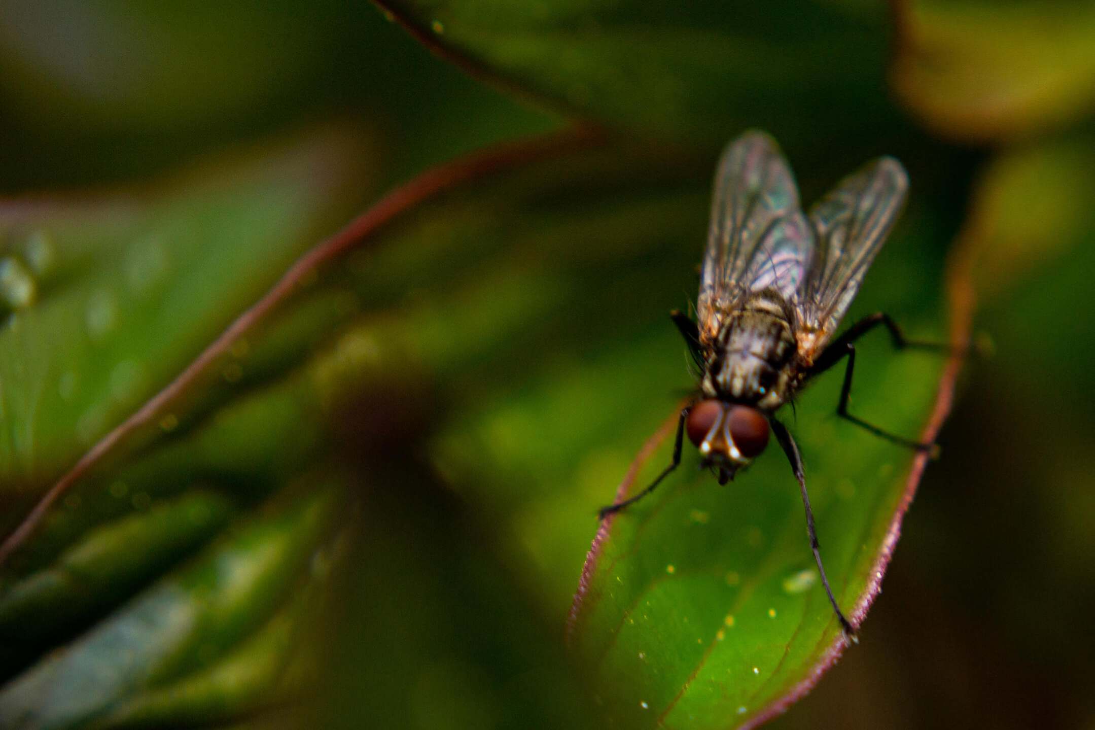 fly-on-a-leaf-1080px fly-on-a-leaf-1080px