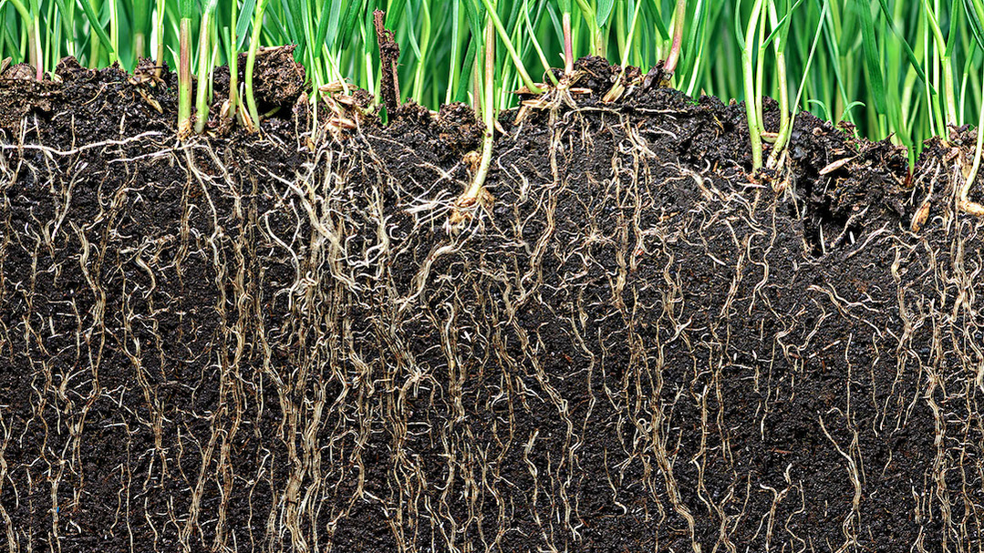 grass-with-roots-1080px grass-with-roots-1080px