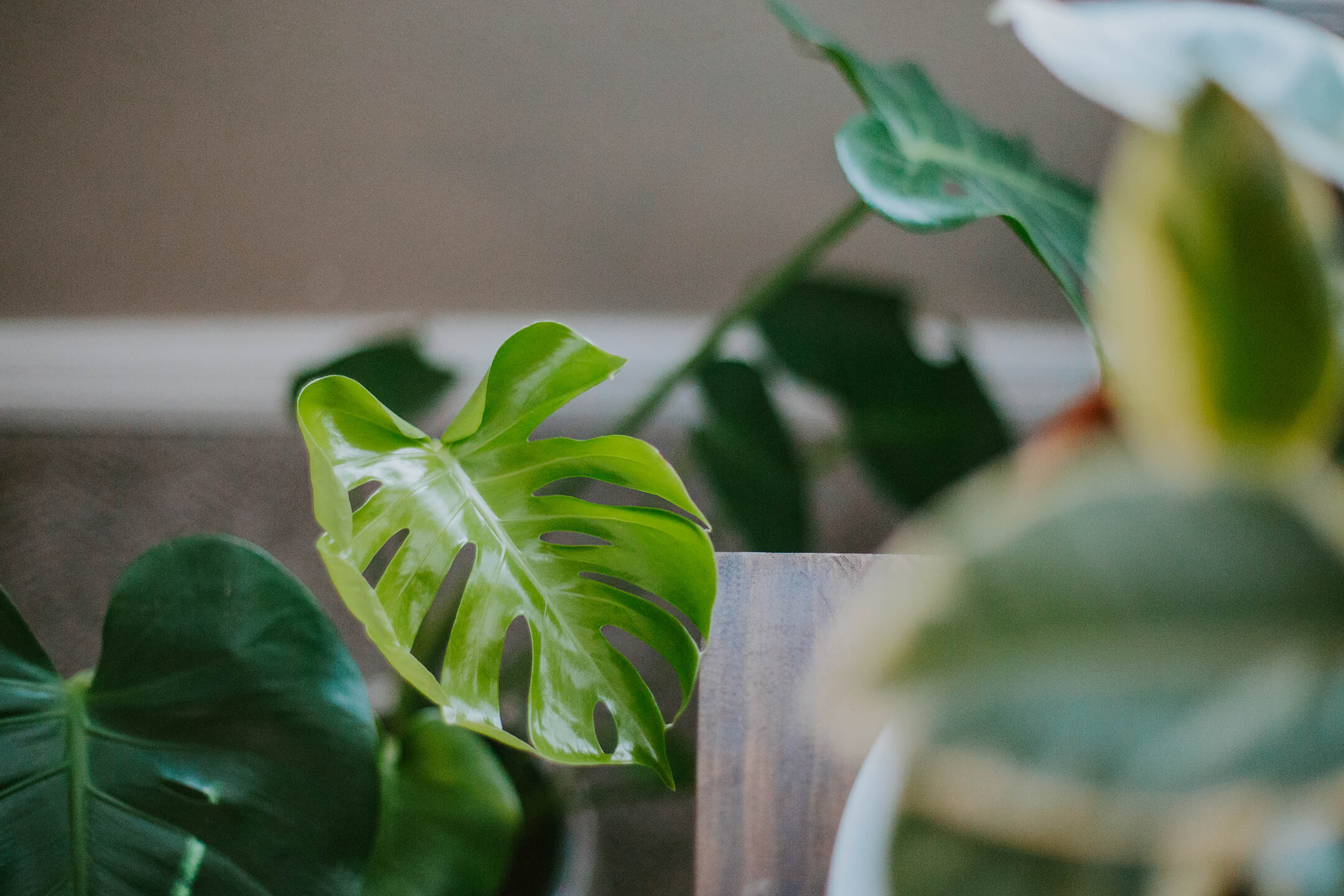 house-plant-1080px house-plant-1080px