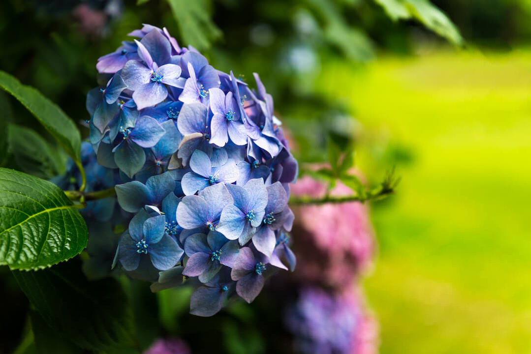 hydrangea-blue-1080px hydrangea-blue-1080px