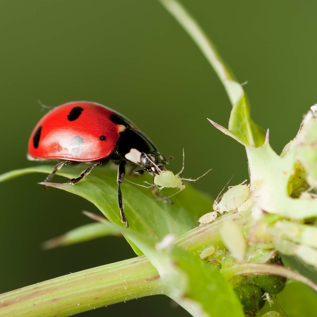 Natuurlijke bestrijding, voor gezonde planten en een mooie tuin