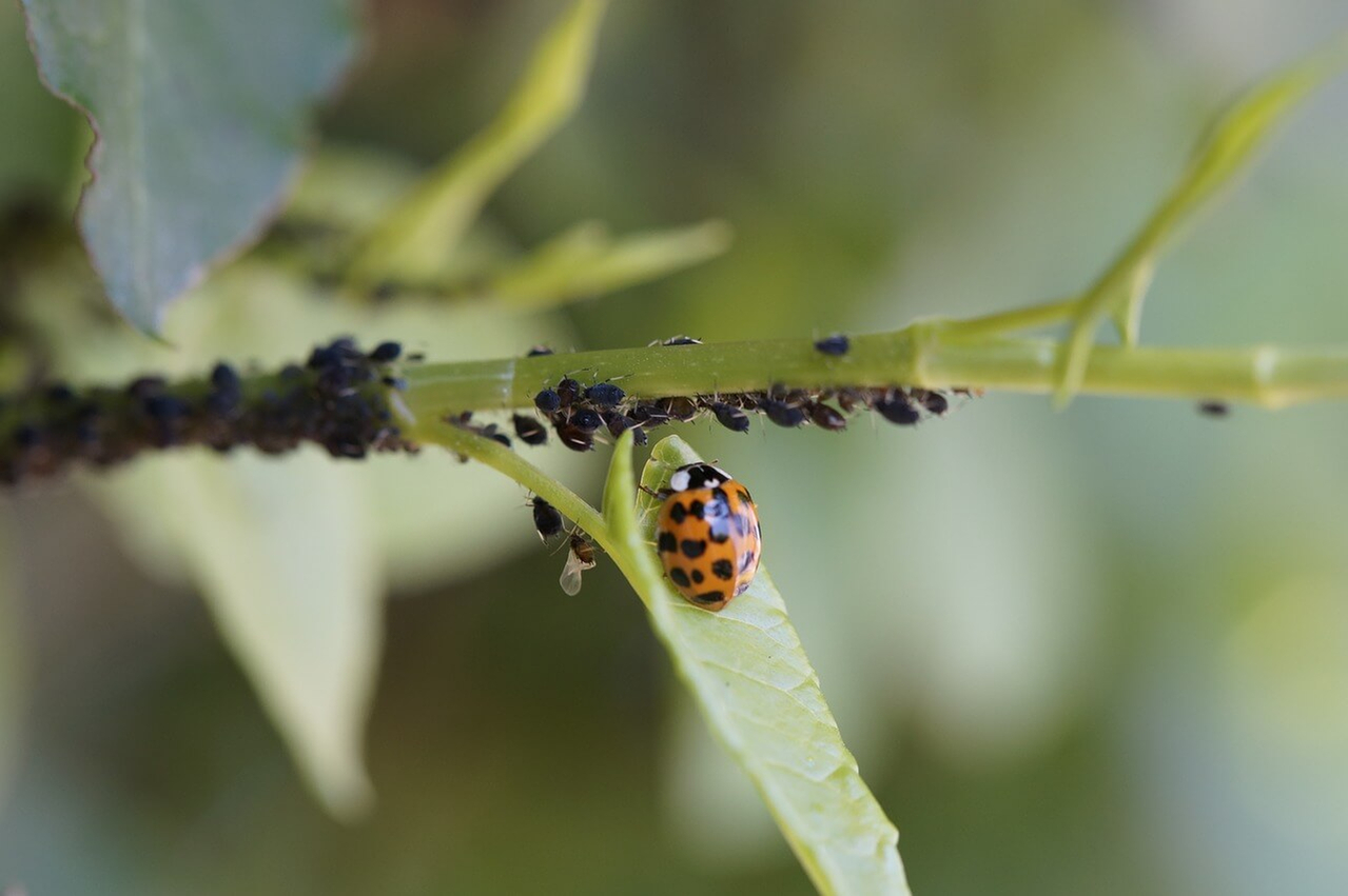 ladybug-and-lice-1280px ladybug-and-lice-1280px