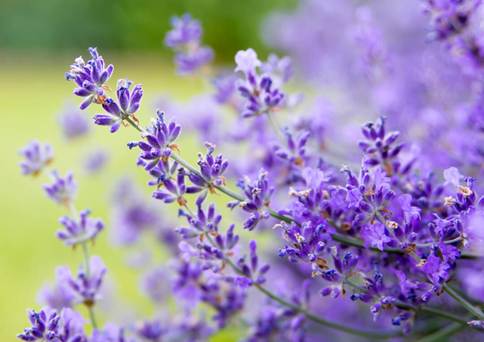 100% organische meststof, voor rijkbloeiende en heerlijk geurende planten