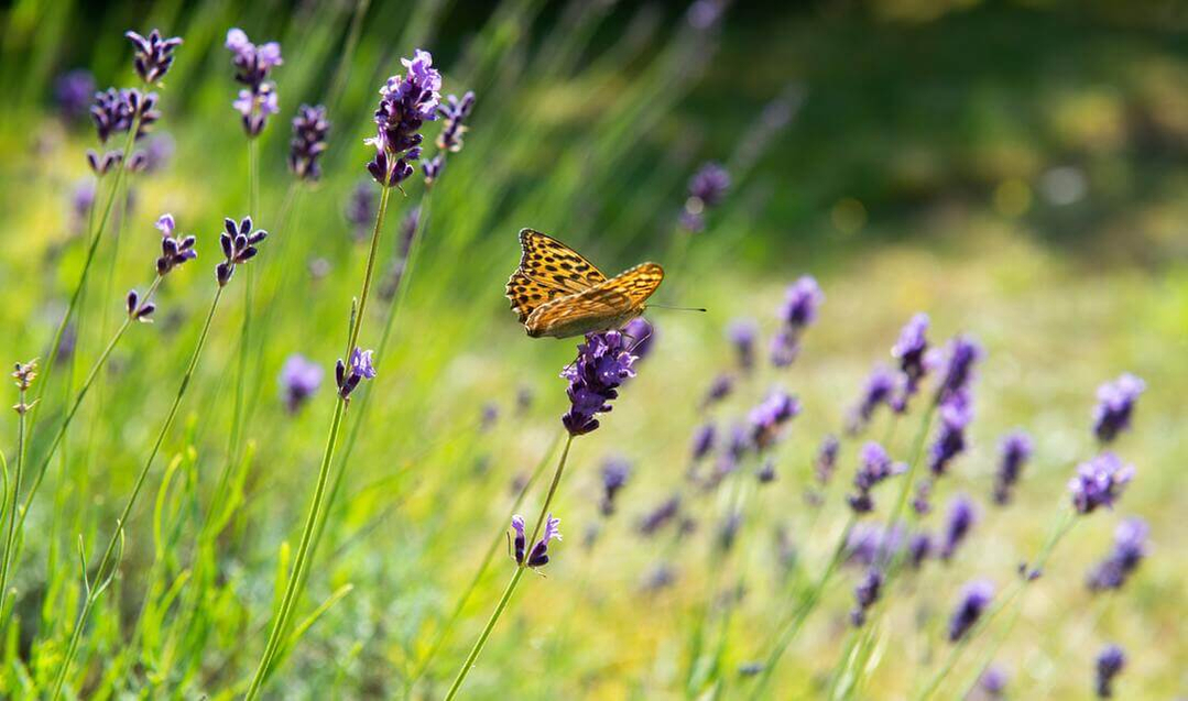 lavender-with-butterfly-1080px lavender-with-butterfly-1080px