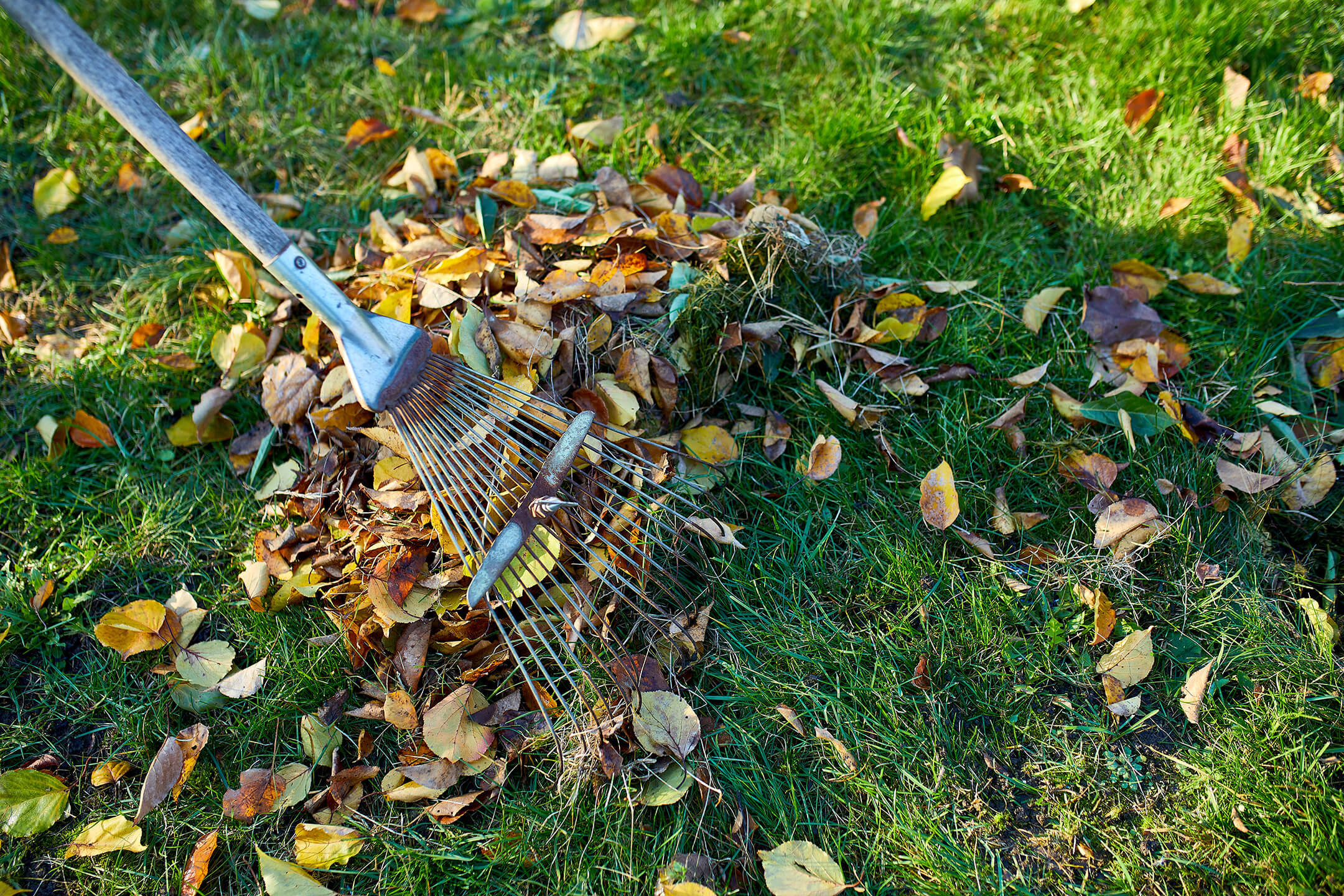 leaves-with-rake-in-grass-1080px