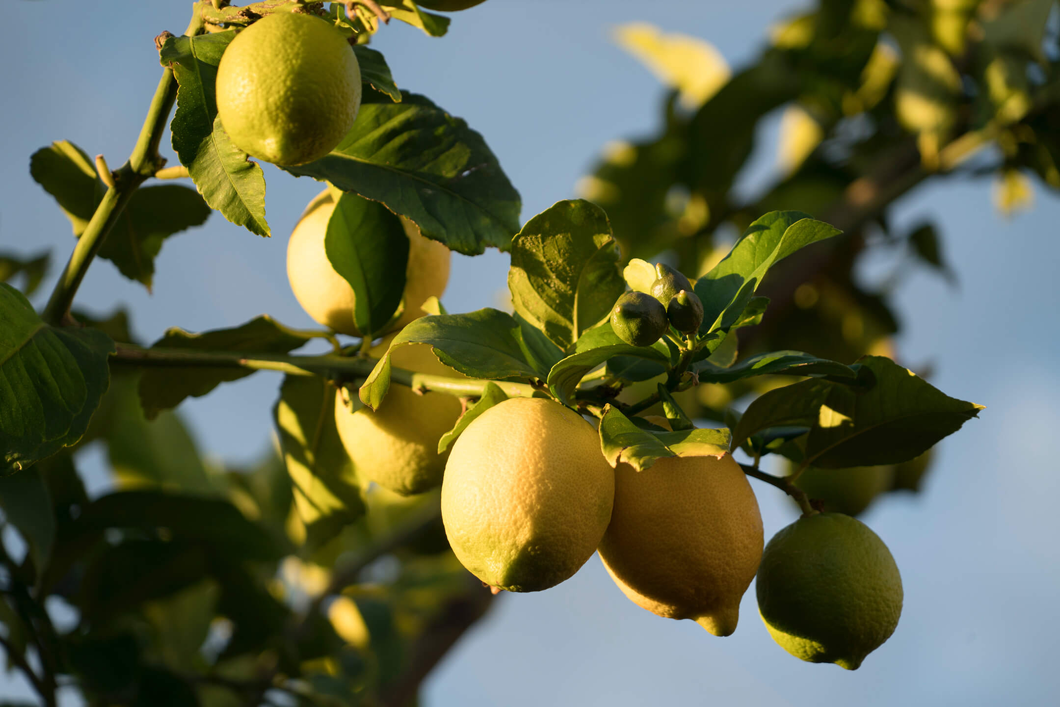 lemon-hanging-in-tree-1080px lemon-hanging-in-tree-1080px