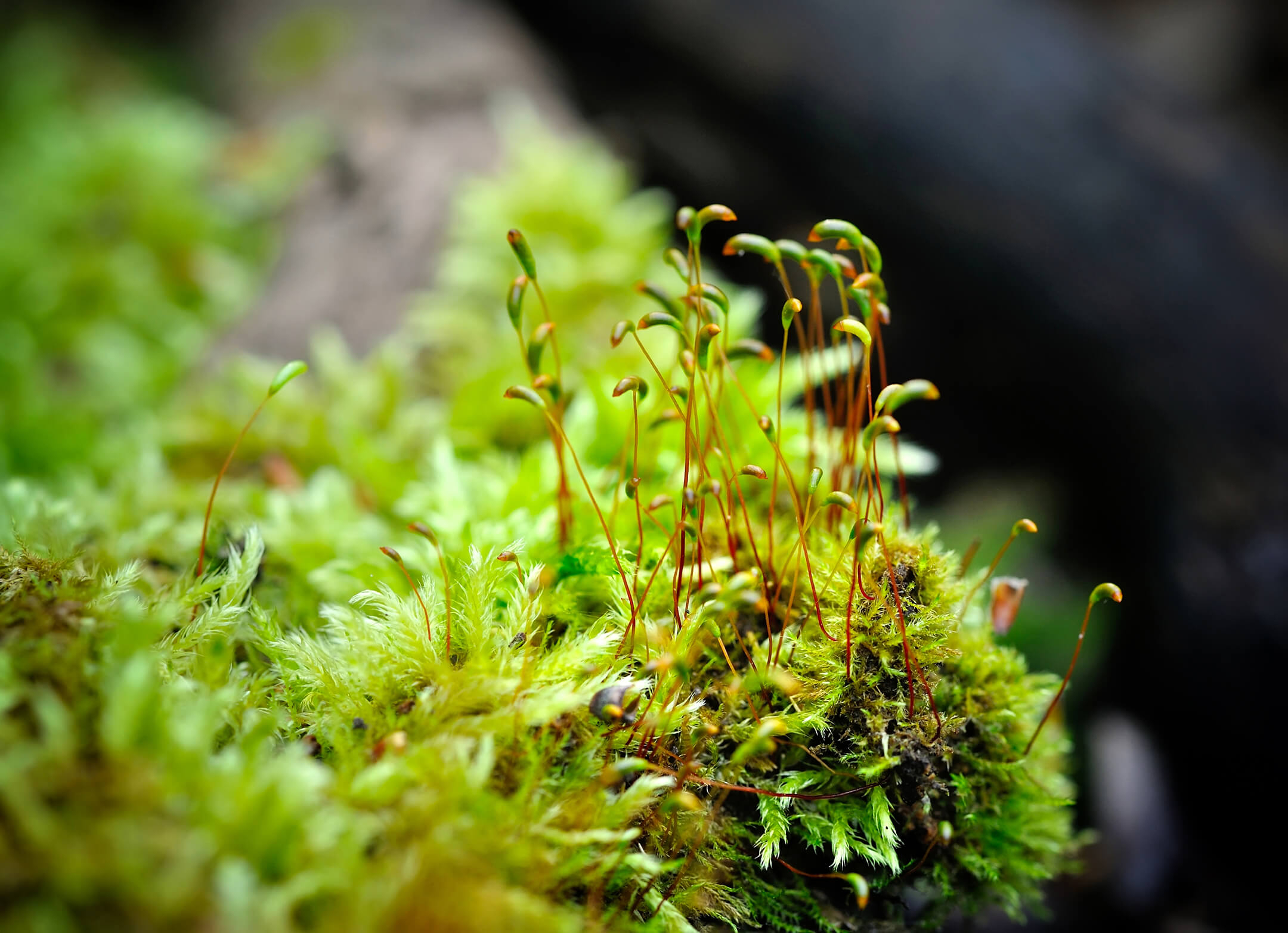 macro-moss-1080px macro-moss-1080px