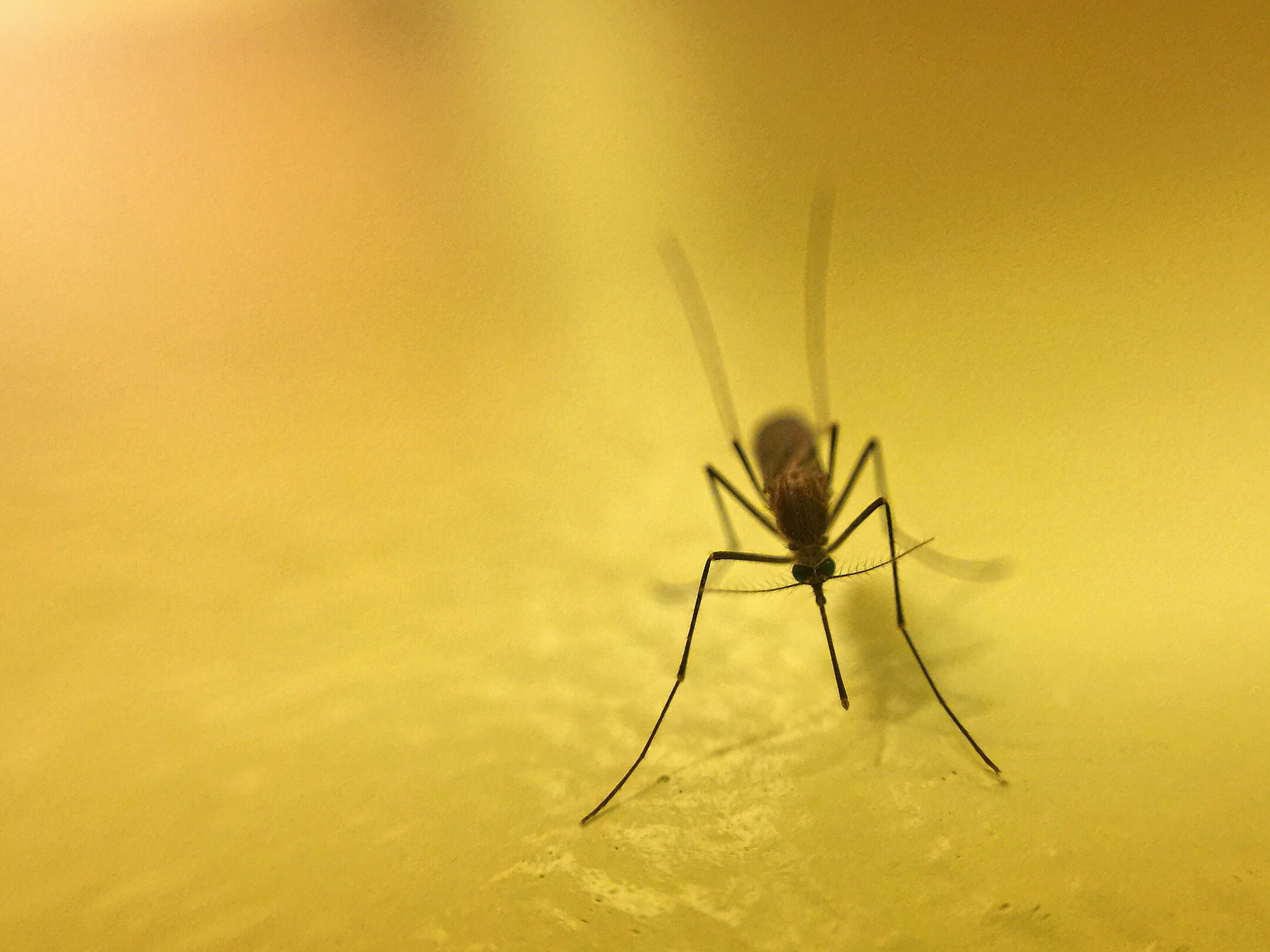 mosquito-close-up-with-shades-of-yellow-background-1080px mosquito-close-up-with-shades-of-yellow-background-1080px