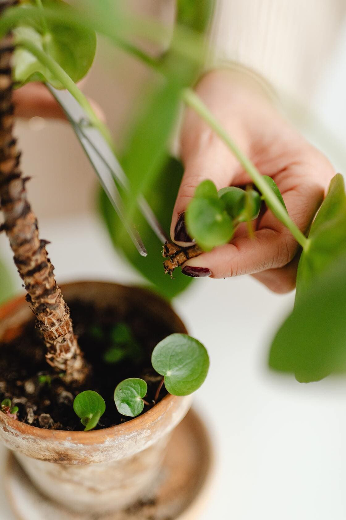 planten stekken planten stekken