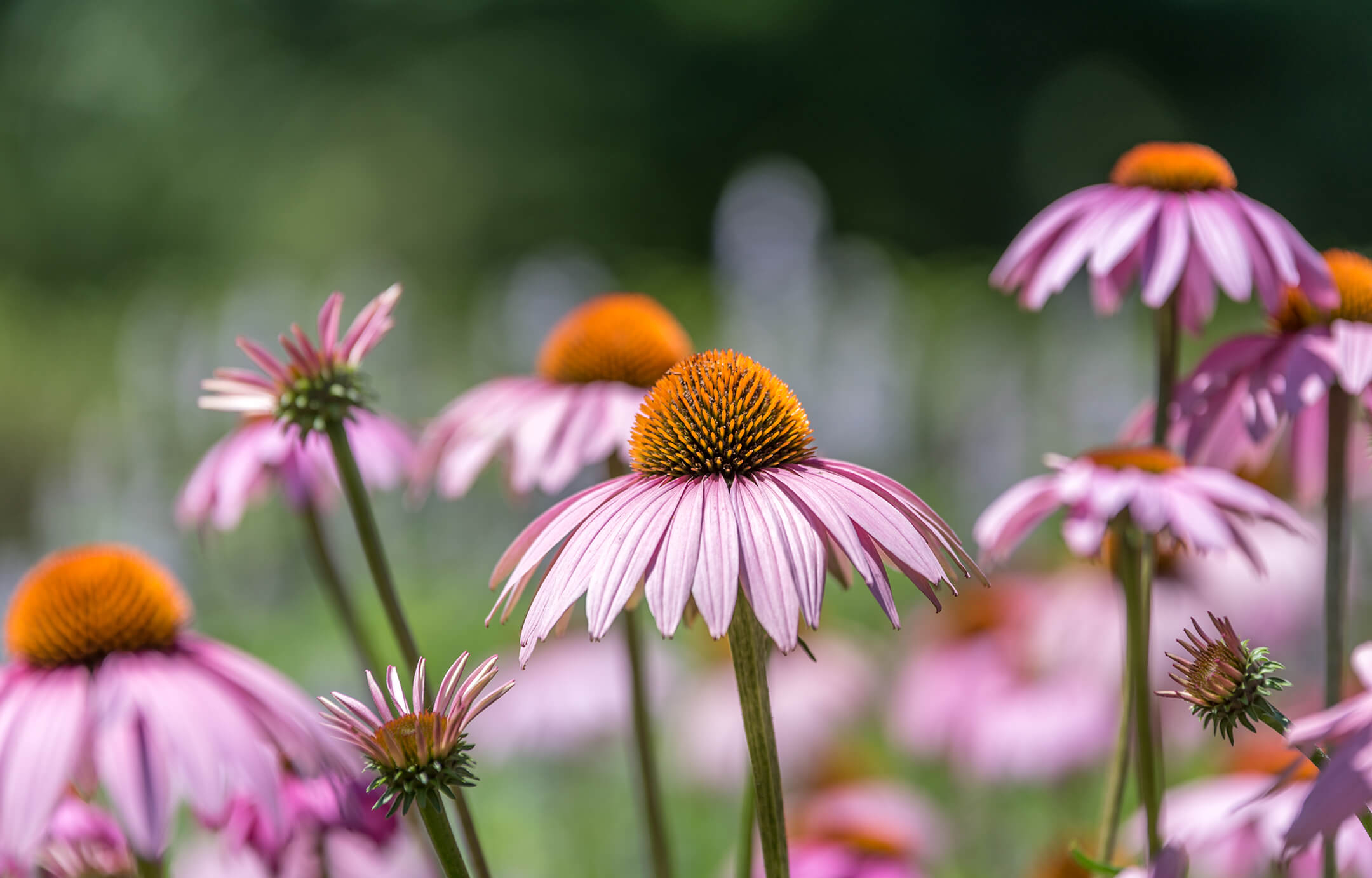 echinacea is de zonnehoed echinacea is de zonnehoed
