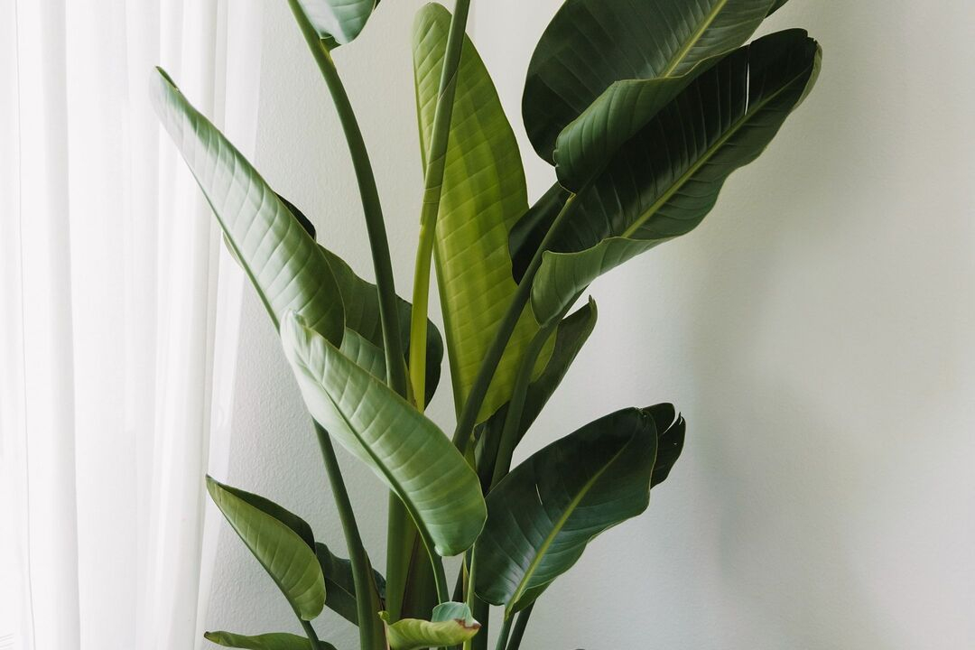 plant-strelitzia-greenery-houseplant-1080
