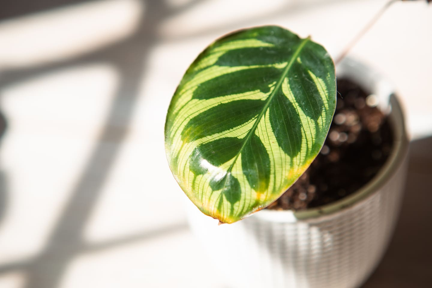problems-plant-yellow-leaf-1080 problems-plant-yellow-leaf-1080