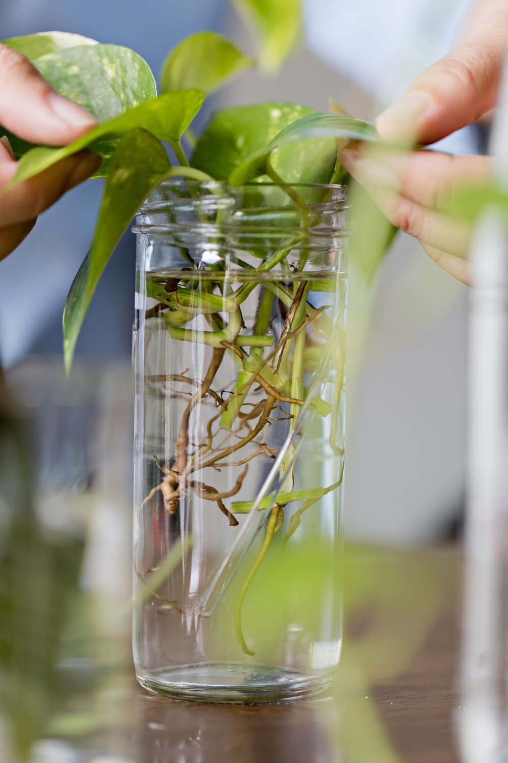 planten stekken planten stekken