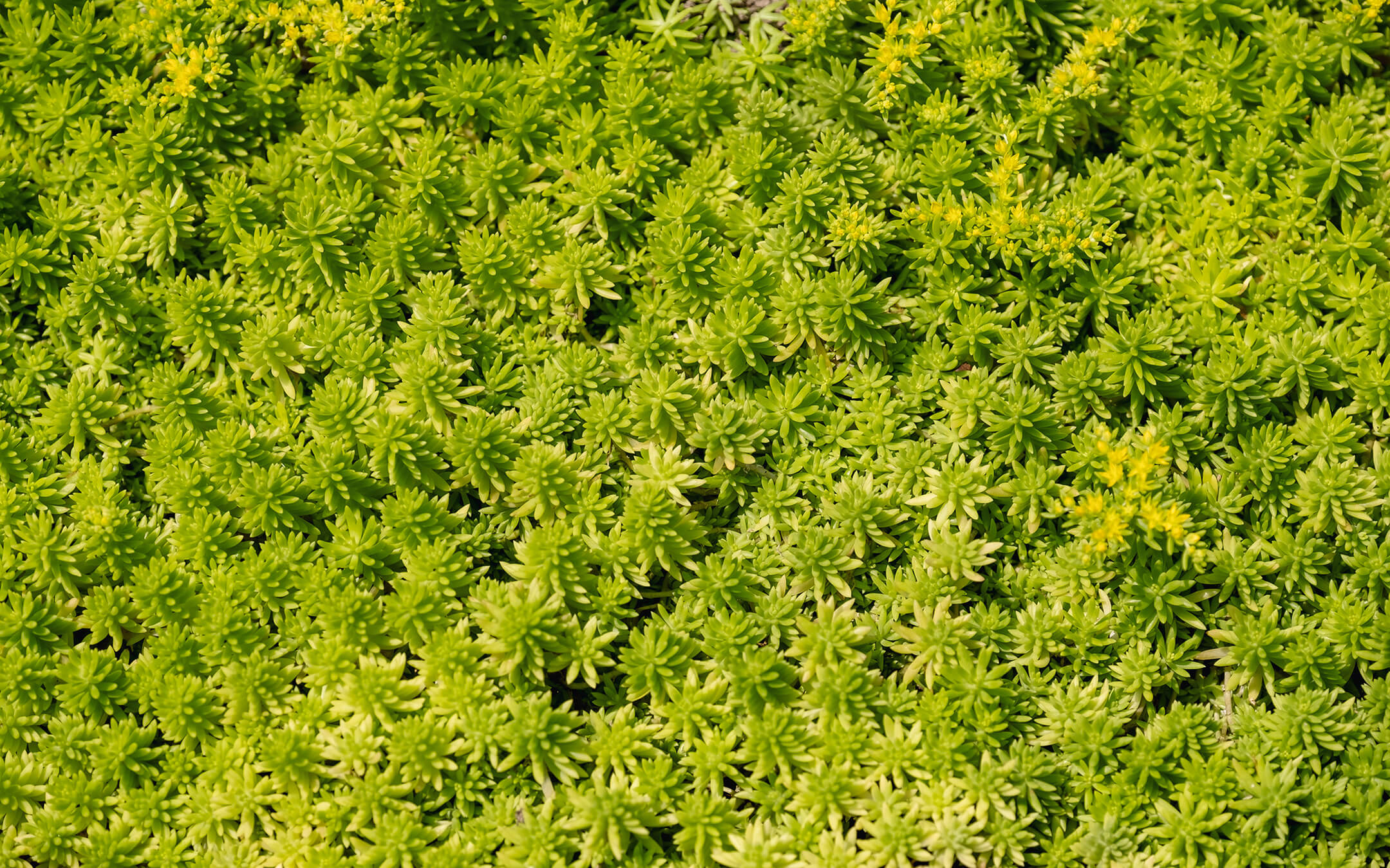 sedum-1080px sedum-1080px