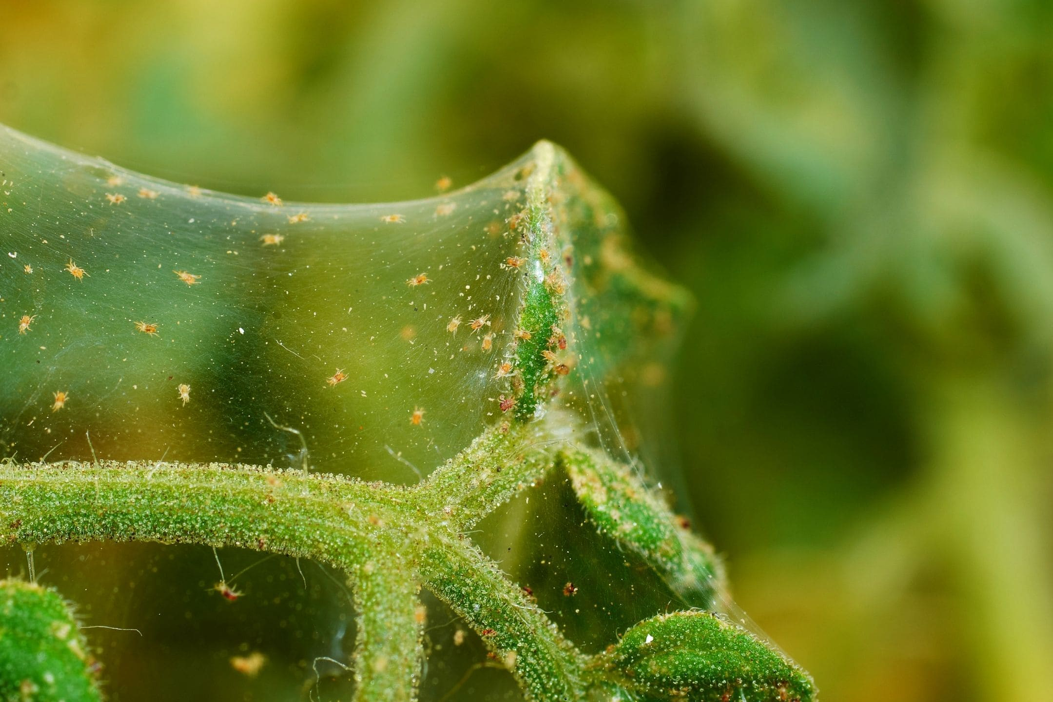 spider-mites-spidermite-plant-damage-bug-1080