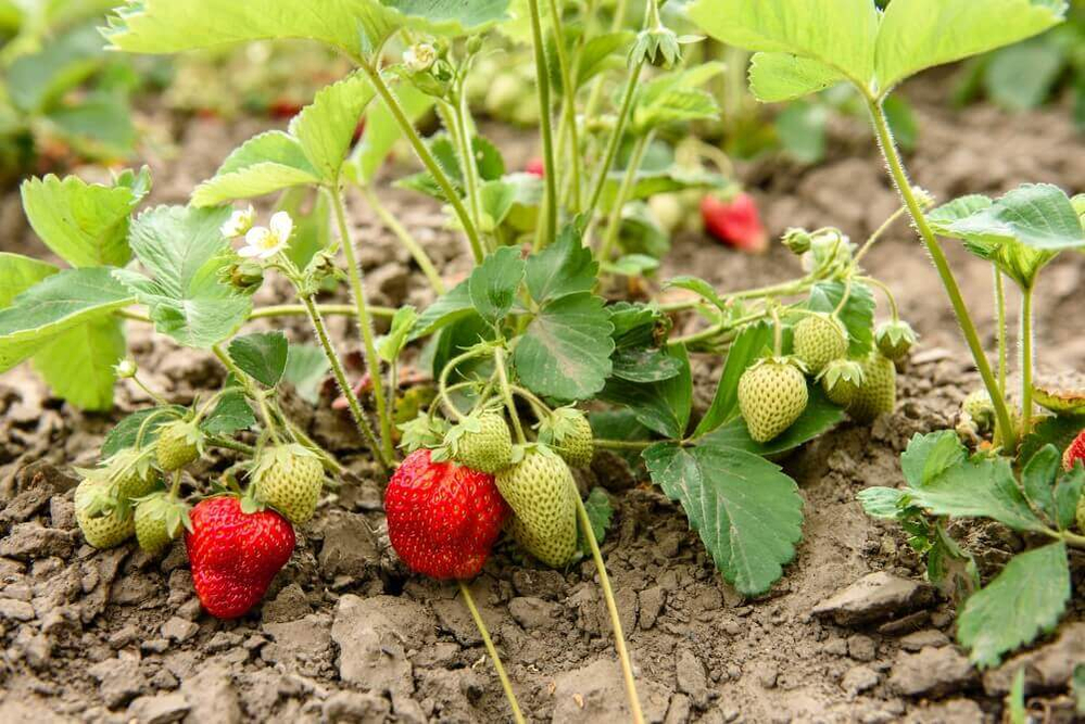 strawberry-bush-1000px