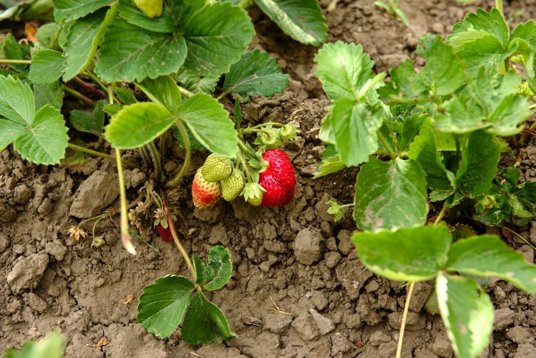 strawberry-garden strawberry-garden