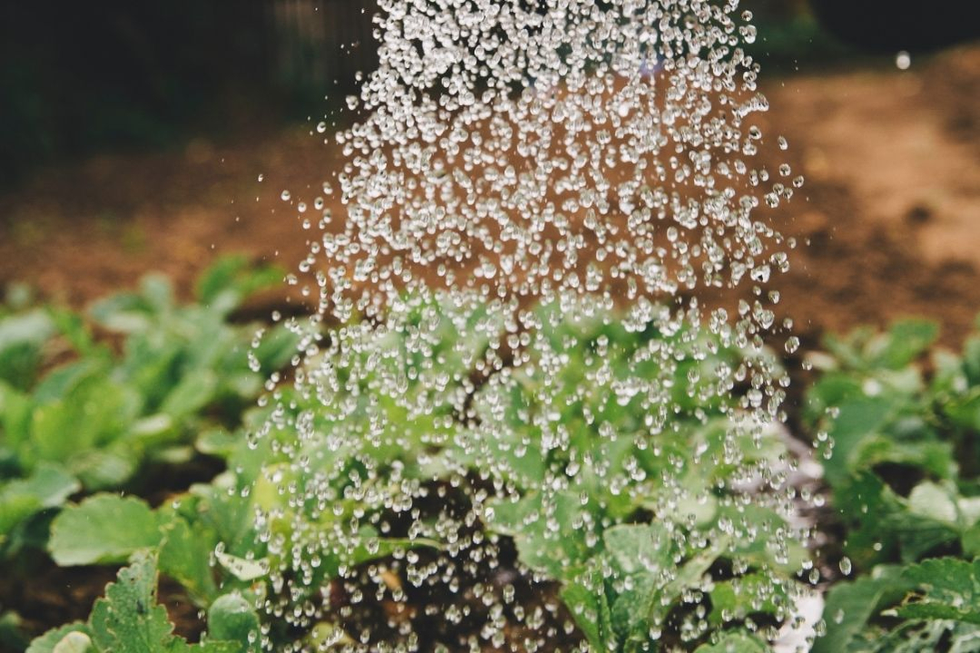 sustainable-garden-watering-plants-1080 sustainable-garden-watering-plants-1080