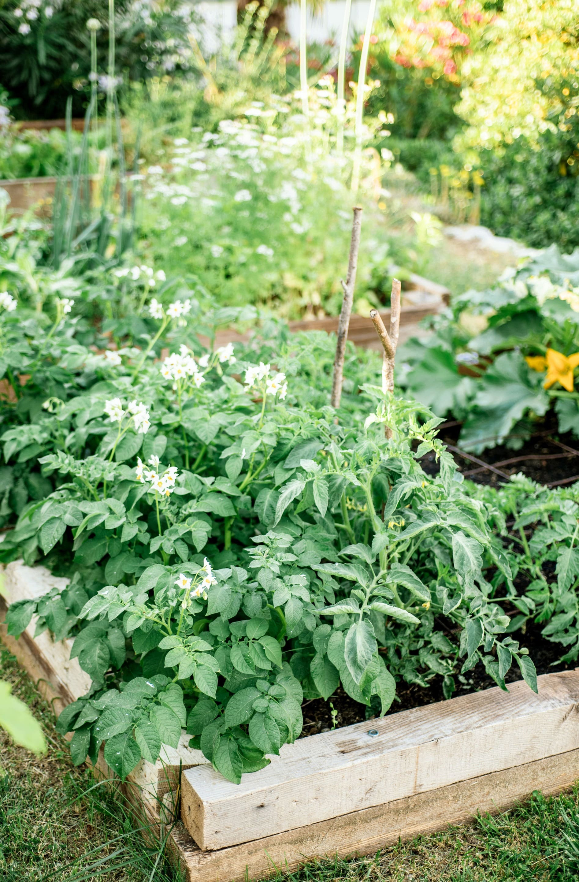 vegetable-garden-1080 vegetable-garden-1080