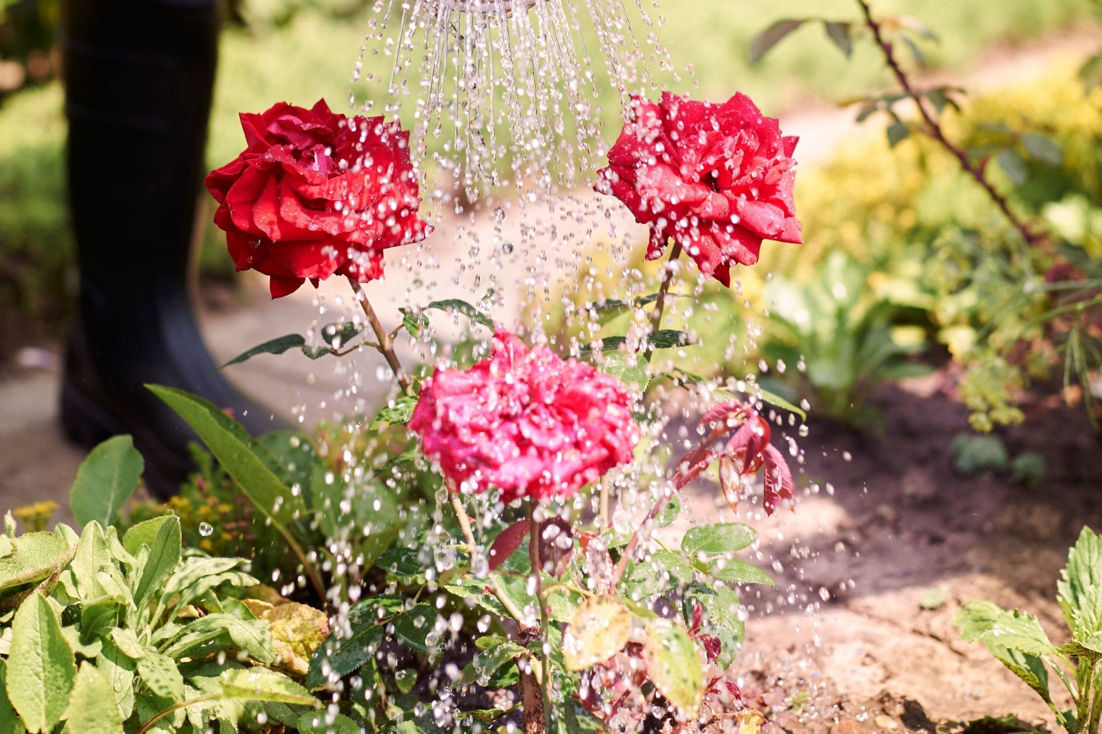 watering-flowers-in-border-1080