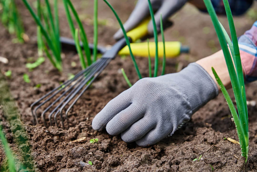 weeds-in-vegetable-garden-1080px