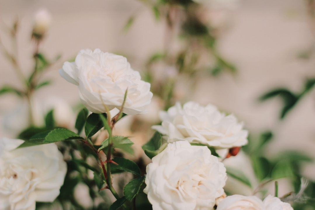 white-roses-flower-1080 white-roses-flower-1080