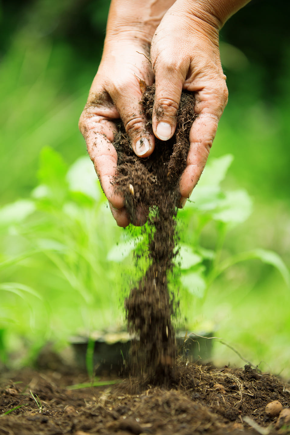 woman-s-hands-flower-soil-1080 woman-s-hands-flower-soil-1080