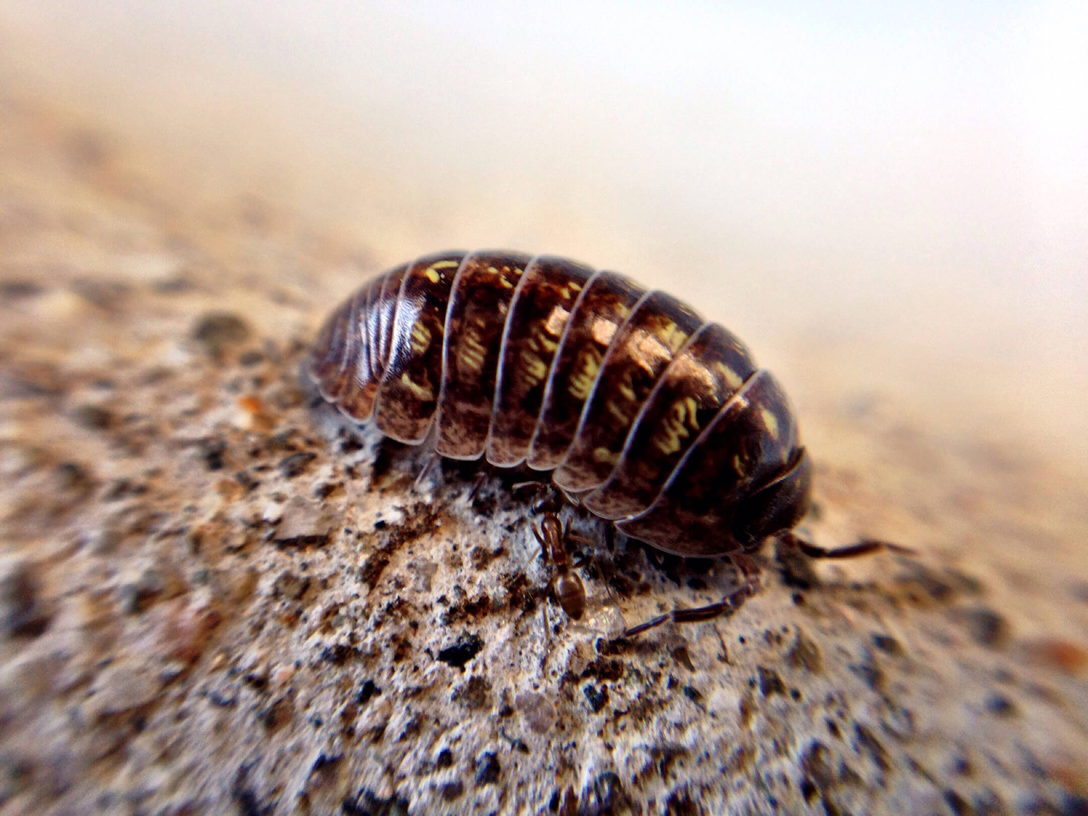 woodlice-1080px woodlice-1080px