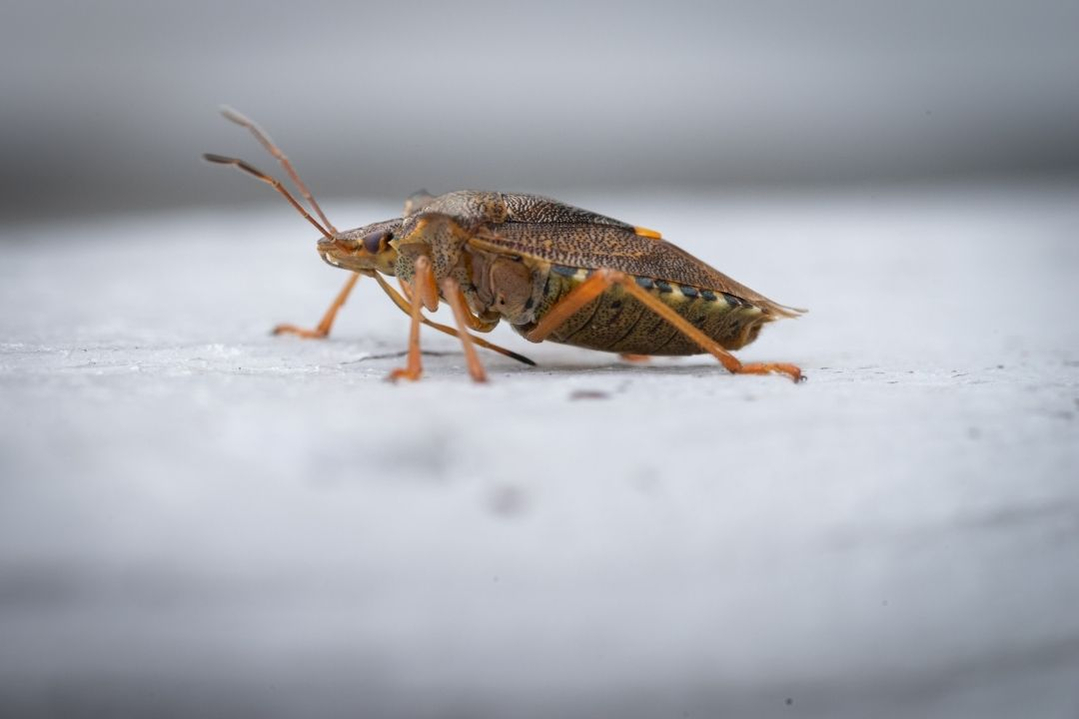 yew-beetle-1080 yew-beetle-1080