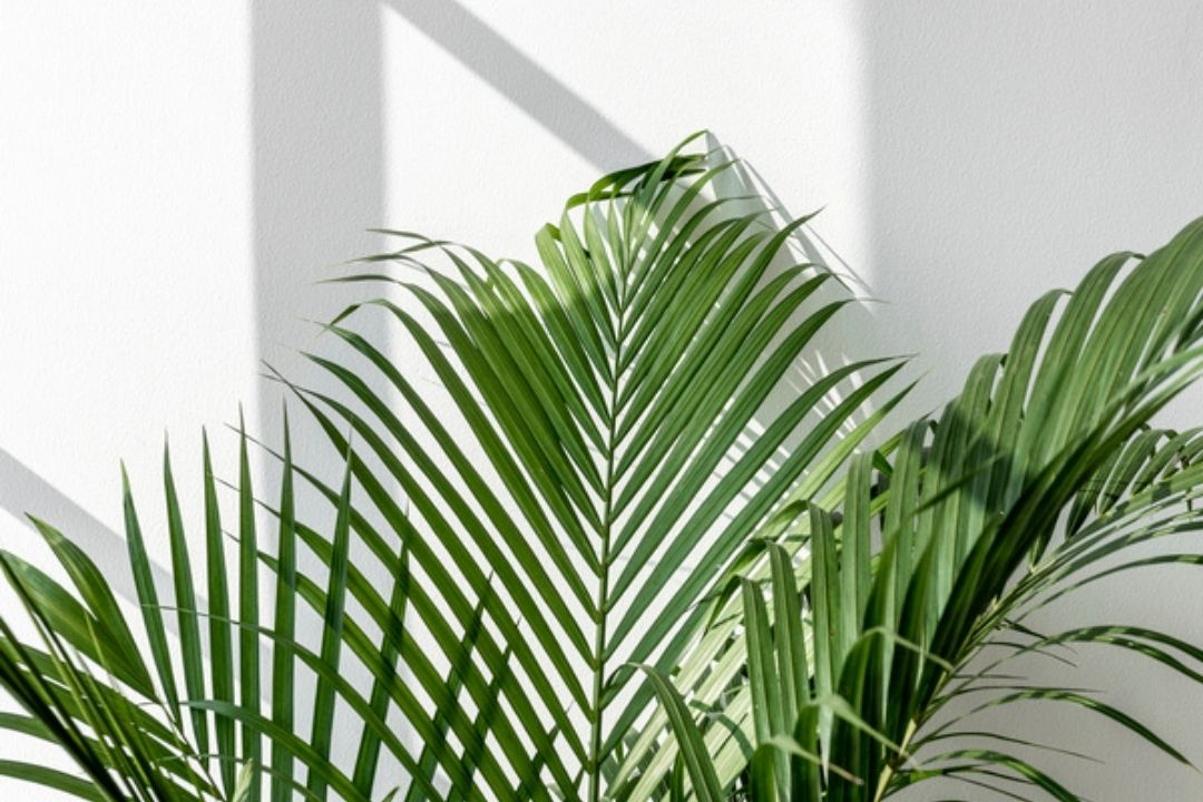 areca-palm-houseplant-indoor-plant-600 areca-palm-houseplant-indoor-plant-600