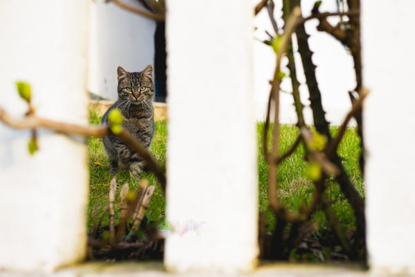 Katten en honden verjagen? Katten en honden verjagen?