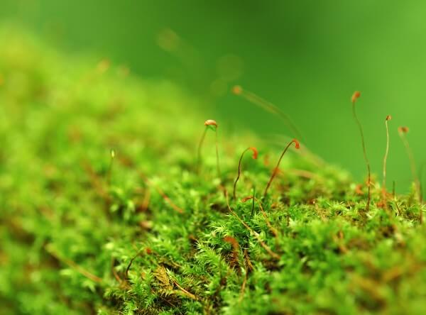 moss-600px moss-600px