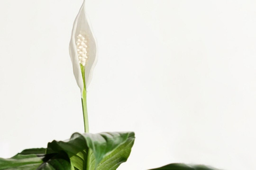 spathiphyllum-peace-lily-houseplant-plant-600