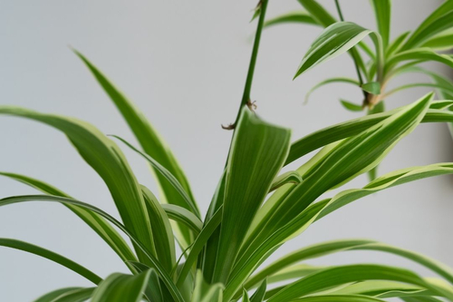 spider-plants-hanging-houseplant-plant-600