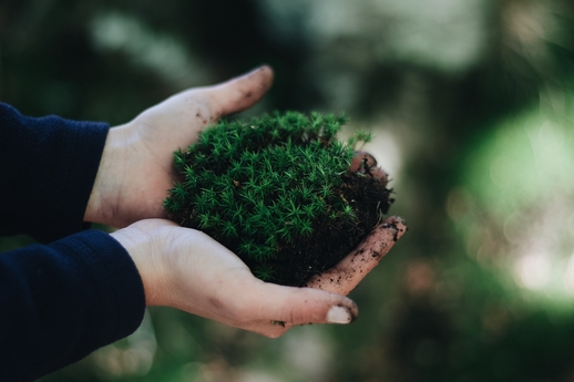 moss-in-two-hands-520px moss-in-two-hands-520px