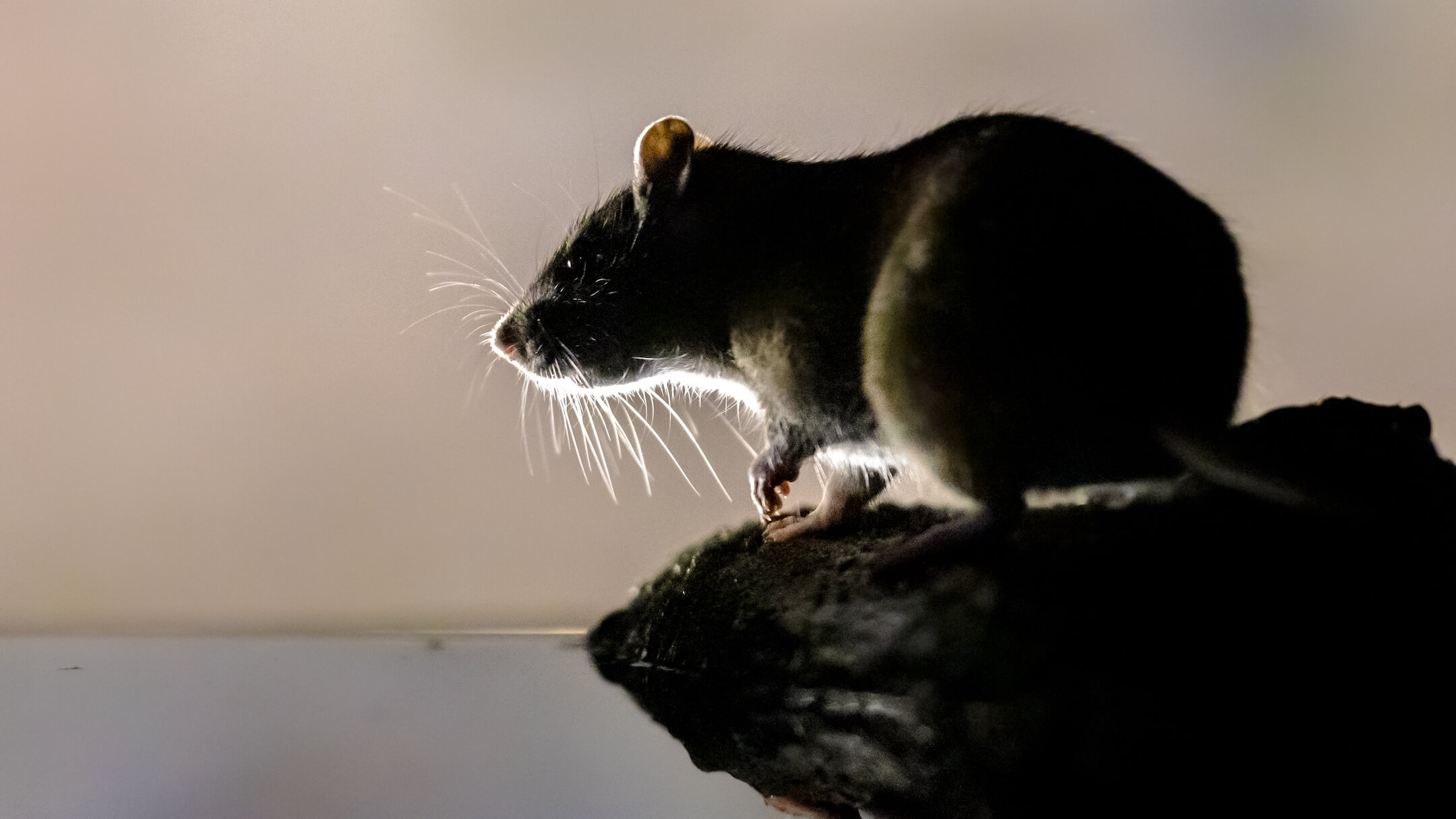 Rat 3 Rat 3