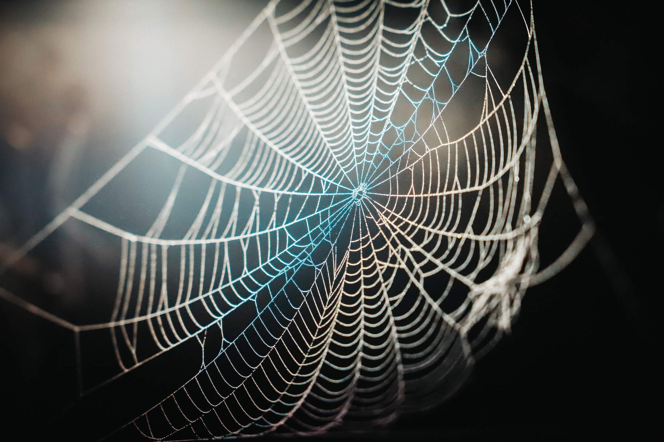 Spider Spider