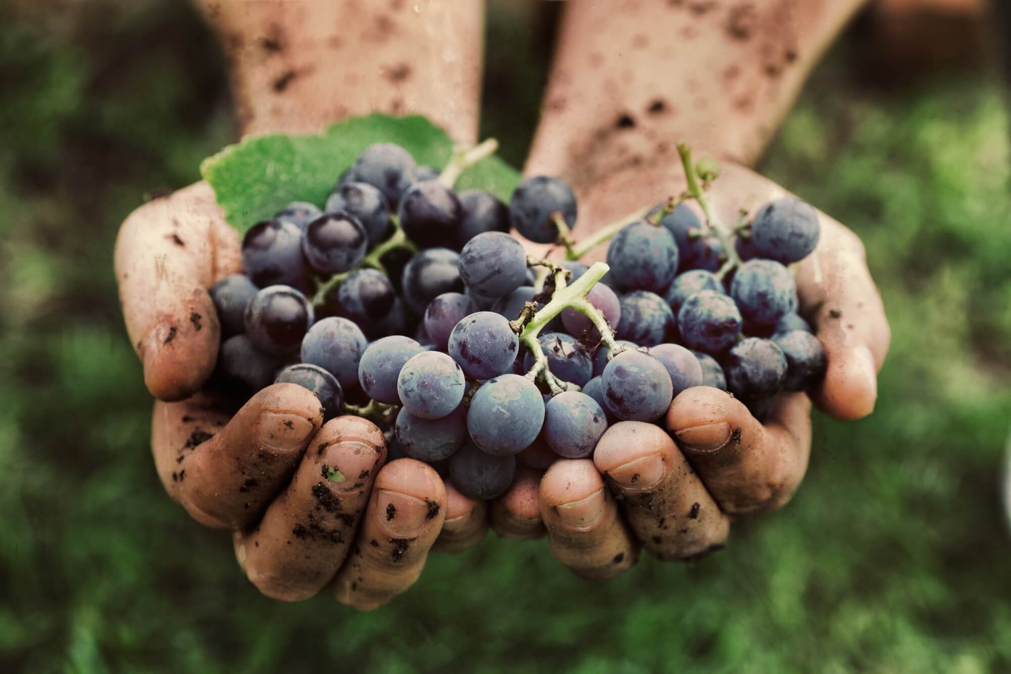 grapes-in-hands-2000px grapes-in-hands-2000px