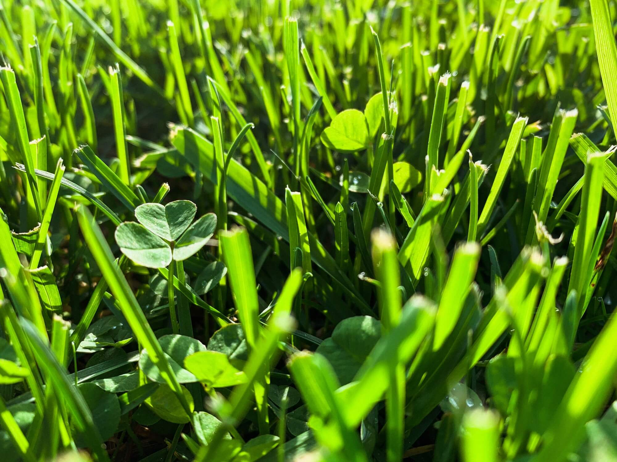 gras