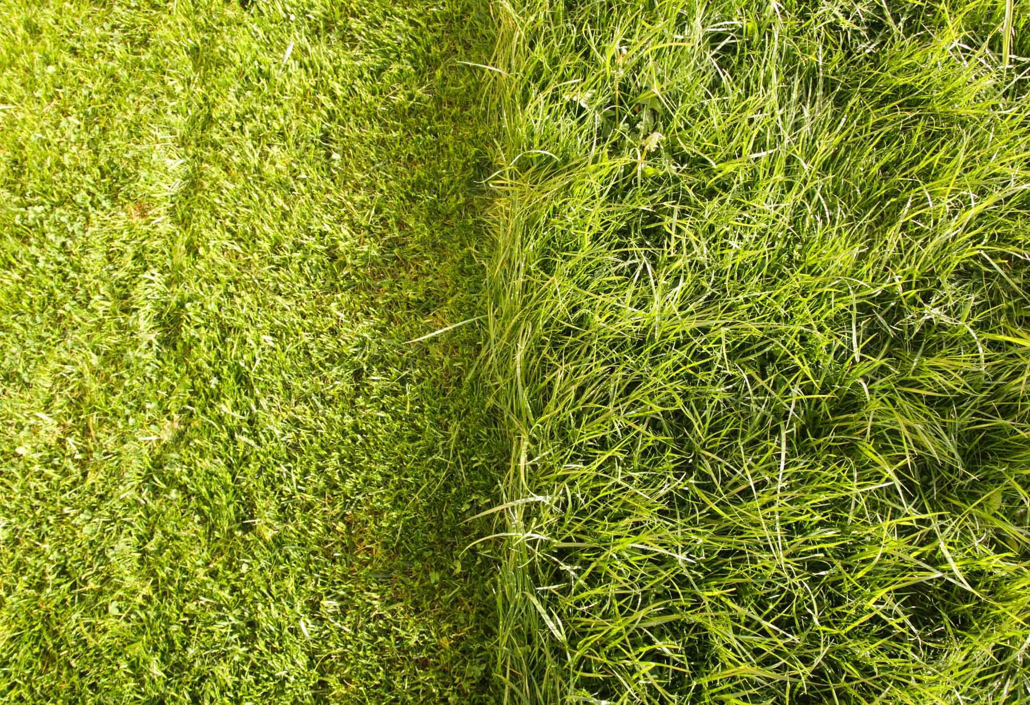 lawn_overview-1