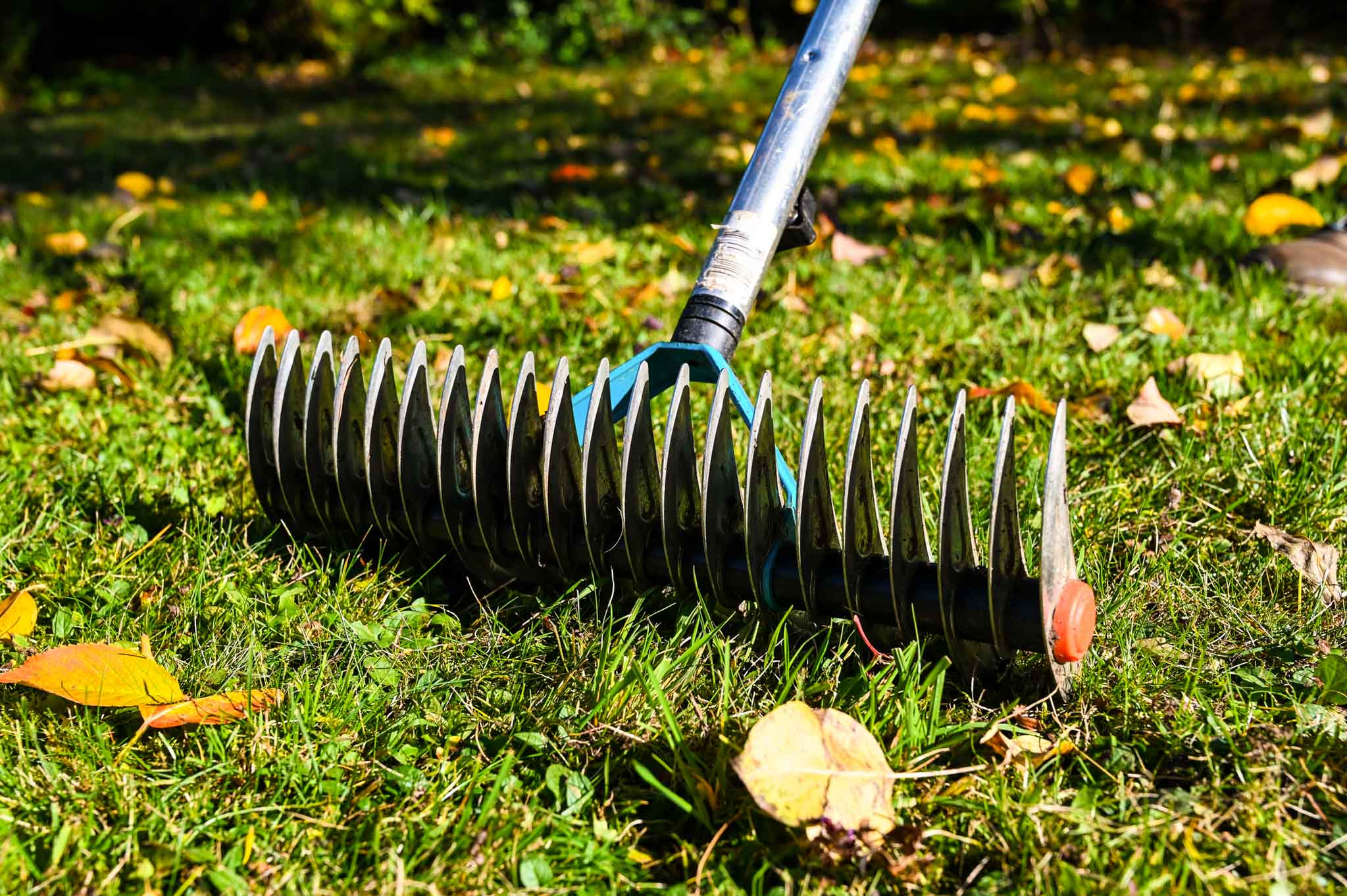 lawn_problems_empty spots-2 lawn_problems_empty spots-2