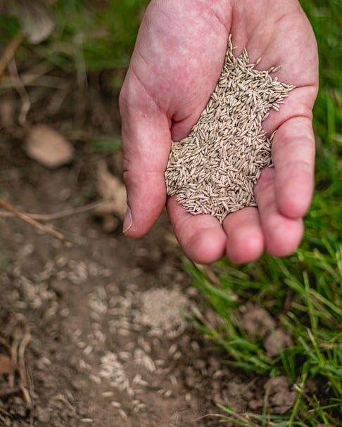 Zorgt dat kale plekken snel dichtgroeien Zorgt dat kale plekken snel dichtgroeien