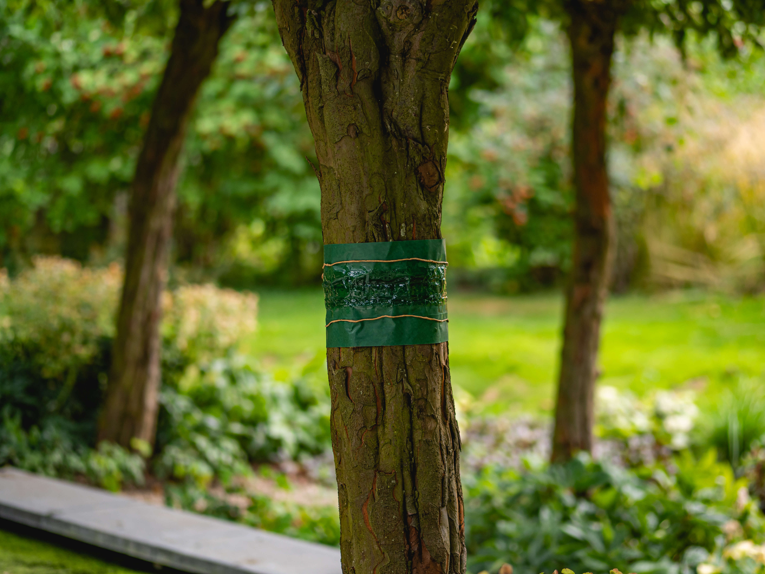 Weerbestendige band, gemaakt van natuurlijke harsen Weerbestendige band, gemaakt van natuurlijke harsen
